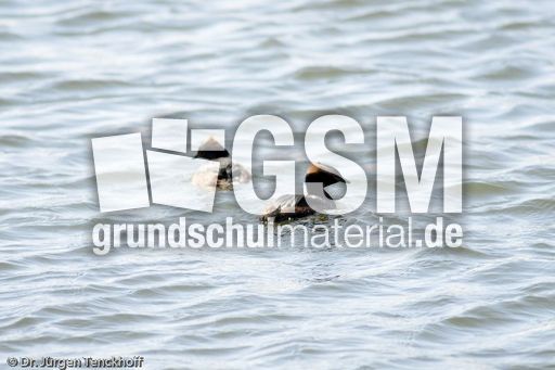 Ohrentaucher (6 von 10).jpg